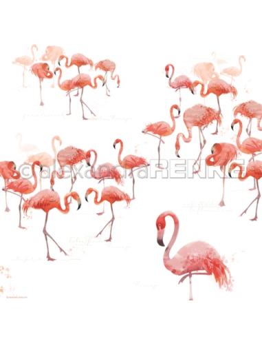 Alexandra Renke Flamingos